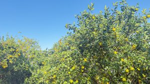 बगैँचाबाटै सुन्तला बिक्री हुँदा किसान खुसी