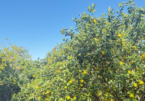 बगैँचाबाटै सुन्तला बिक्री हुँदा किसान खुसी