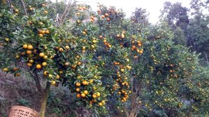 अर्बकुना सुन्तला उत्पादन कृषक समूहद्वारा ८७ लाखको सुन्तला बिक्री