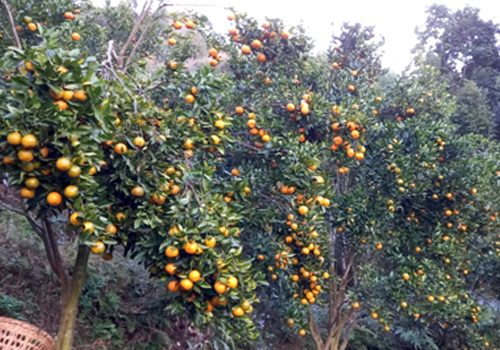 अर्बकुना सुन्तला उत्पादन कृषक समूहद्वारा ८७ लाखको सुन्तला बिक्री