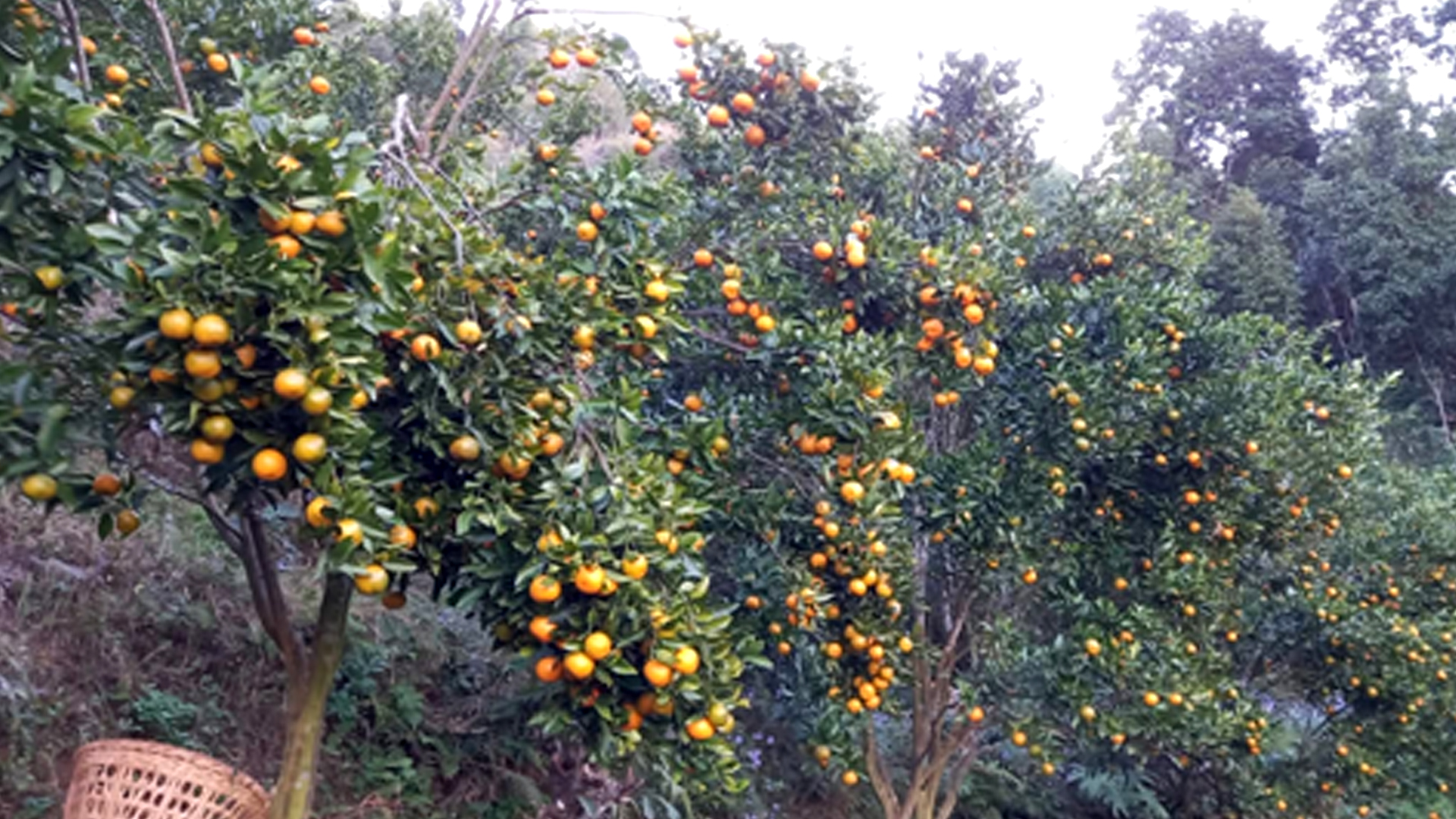 अर्बकुना सुन्तला उत्पादन कृषक समूहद्वारा ८७ लाखको सुन्तला बिक्री