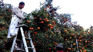 सुन्तला टिप्ने काम खोज्दै धादिङका युवा म्याग्दीमा