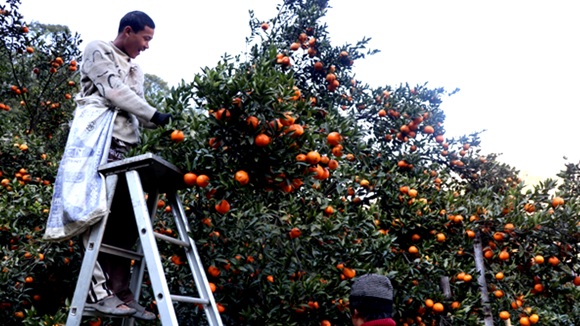 सुन्तला टिप्ने काम खोज्दै धादिङका युवा म्याग्दीमा