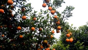 Untitled-1 copy तनहुँमा सुन्तला उत्पादन तथा बिक्रीको विवरण सङ्कलन गरिँदै