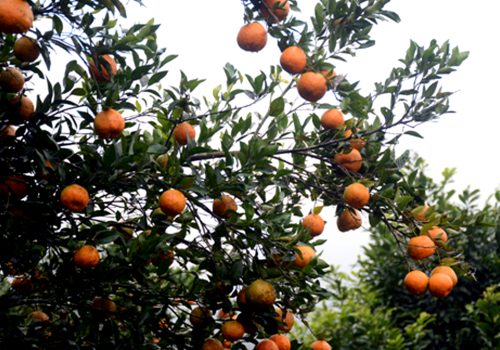 तनहुँमा सुन्तला उत्पादन तथा बिक्रीको विवरण सङ्कलन गरिँदै