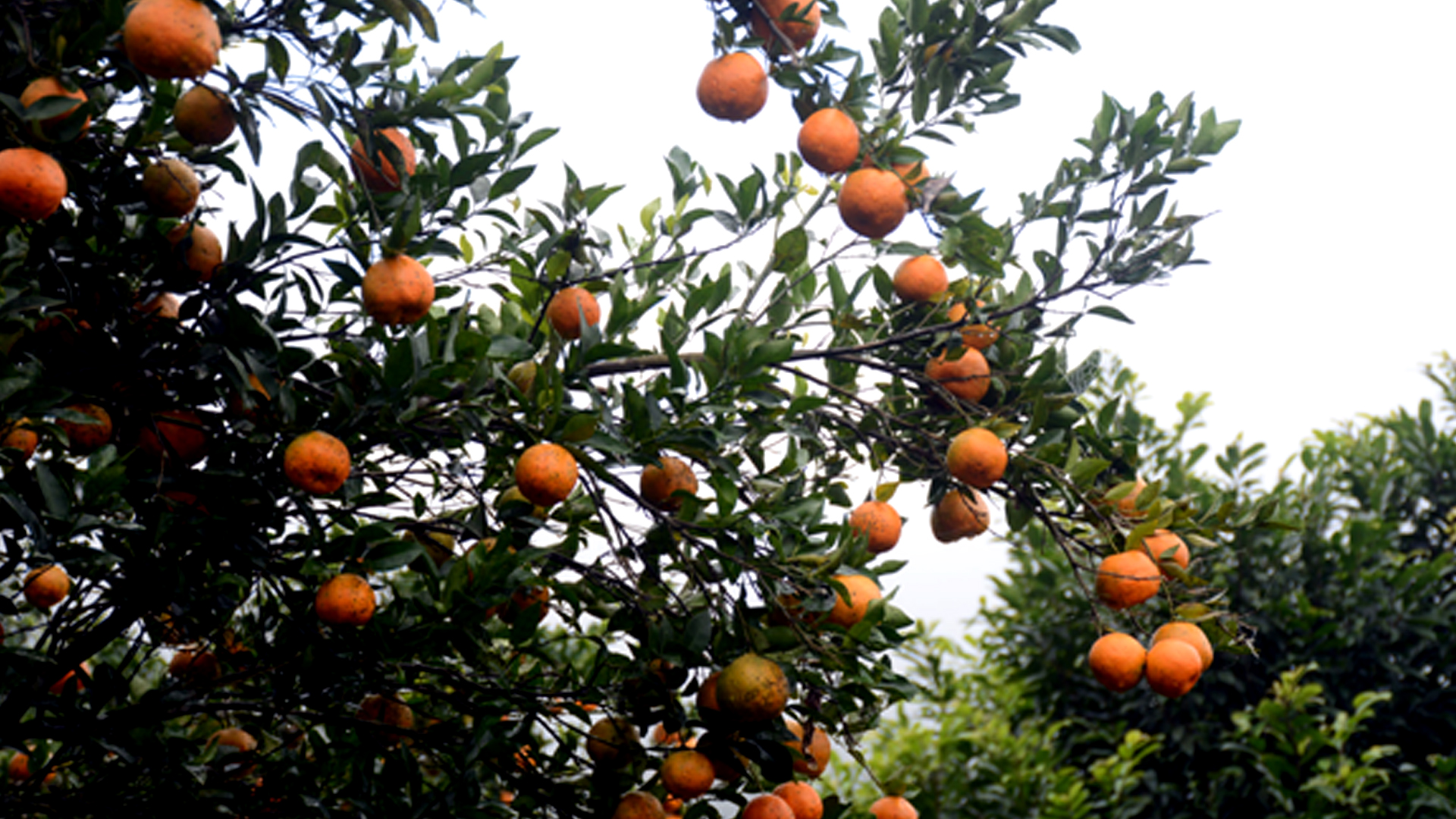 तनहुँमा सुन्तला उत्पादन तथा बिक्रीको विवरण सङ्कलन गरिँदै