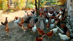 शुक्लाफाँटाका कुखुरा फार्ममा ‘फाउल पोक्स’को सङ्क्रमण