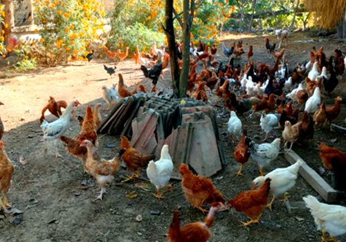 शुक्लाफाँटाका कुखुरा फार्ममा ‘फाउल पोक्स’को सङ्क्रमण