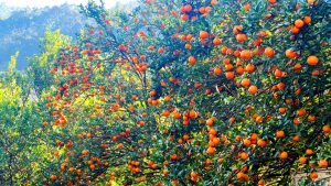 बागलुङका किसानका व्यथा :  सुन्तला सस्तोमा बेच्न बाध्य