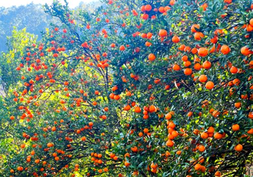 बागलुङका किसानका व्यथा :  सुन्तला सस्तोमा बेच्न बाध्य