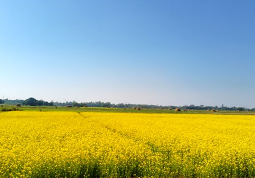 बाँकेमा तेलहन बाली उत्पादन घट्दो क्रममा