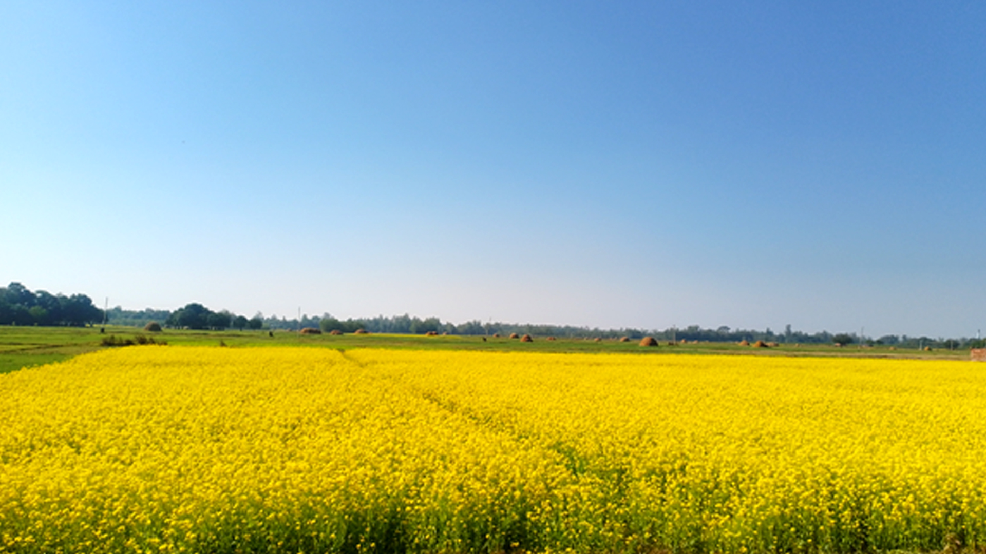 बाँकेमा तेलहन बाली उत्पादन घट्दो क्रममा