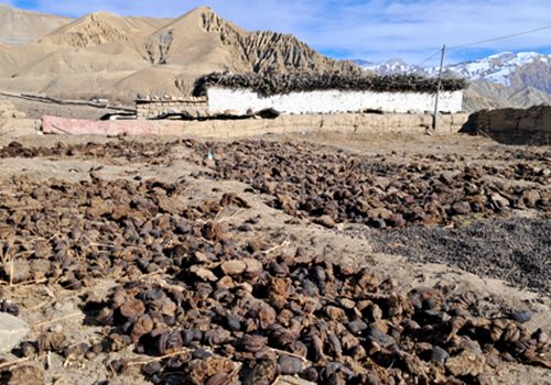 माथिल्लो मुस्ताङमा जाडो थेग्न गुइँठाको भर