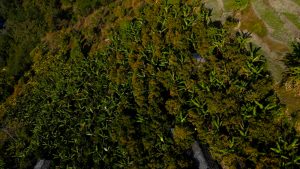 बिलाउनीको झाडी फाडेर सुन्तला बगान