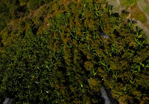 बिलाउनीको झाडी फाडेर सुन्तला बगान