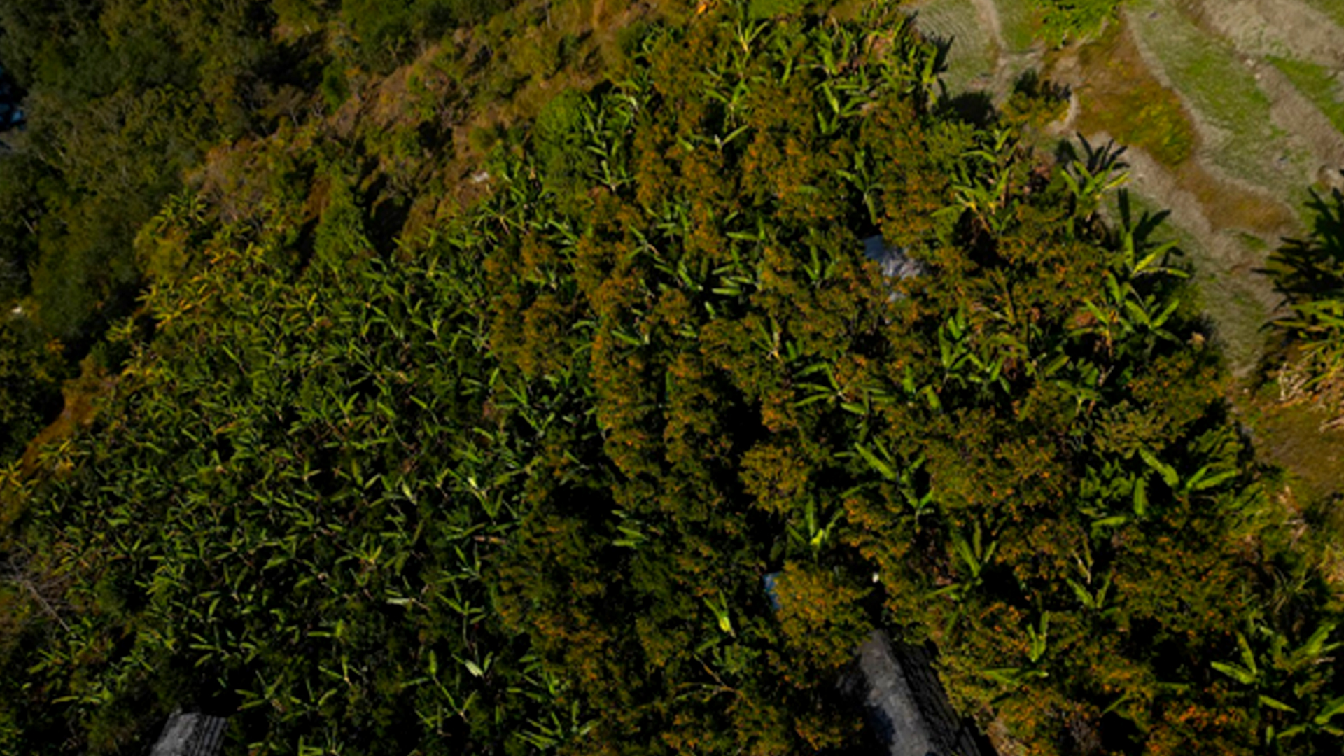 बिलाउनीको झाडी फाडेर सुन्तला बगान