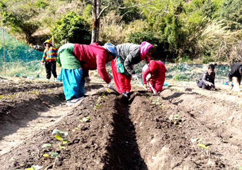 मुस्ताङको बागवानीमा ‘हाईब्रिड’ स्याउका बिरुवा उत्पादन गर्न सुरु