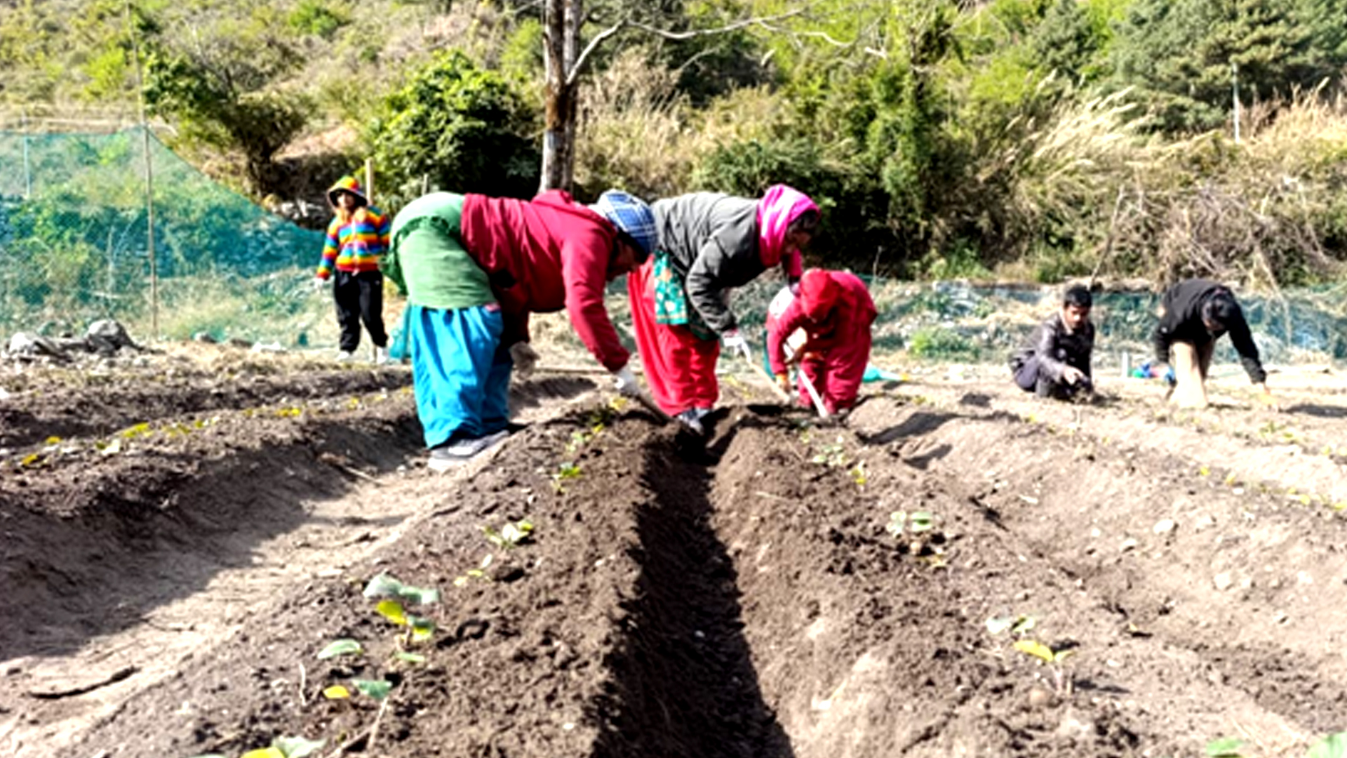 मुस्ताङको बागवानीमा ‘हाईब्रिड’ स्याउका बिरुवा उत्पादन गर्न सुरु