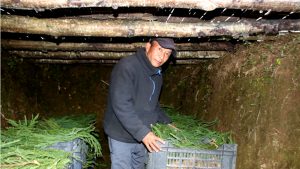 प्राकृतिक शीतभण्डारमा किबी