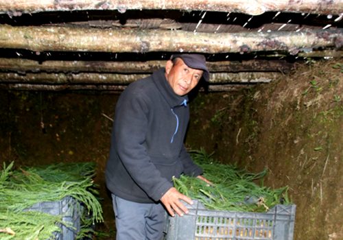 प्राकृतिक शीतभण्डारमा किबी
