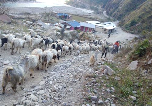 उधौली लागेसँगै भेँडाबाख्रा लिएर उधो झरे गोठाला