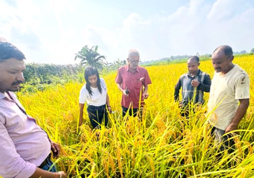 धानको उत्पादन घटेसँगै मूल्यमा पनि गिरावट