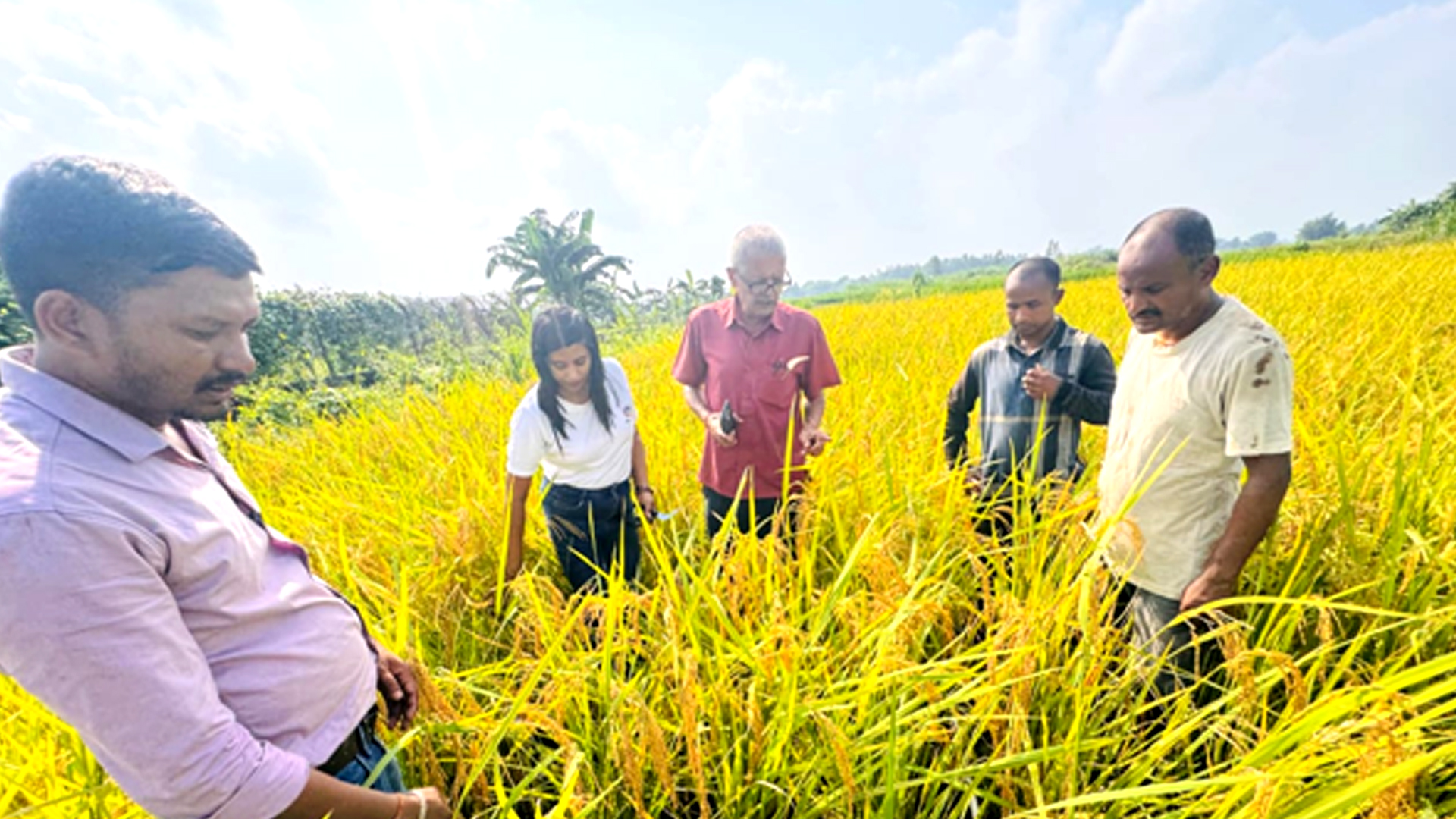 धानको उत्पादन घटेसँगै मूल्यमा पनि गिरावट