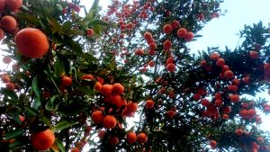 सुन्तला खेतीले फेरिँदै भोजपुरका किसानको जीवनस्तर