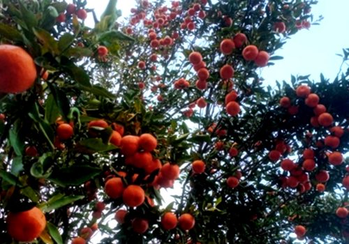 सुन्तला खेतीले फेरिँदै भोजपुरका किसानको जीवनस्तर