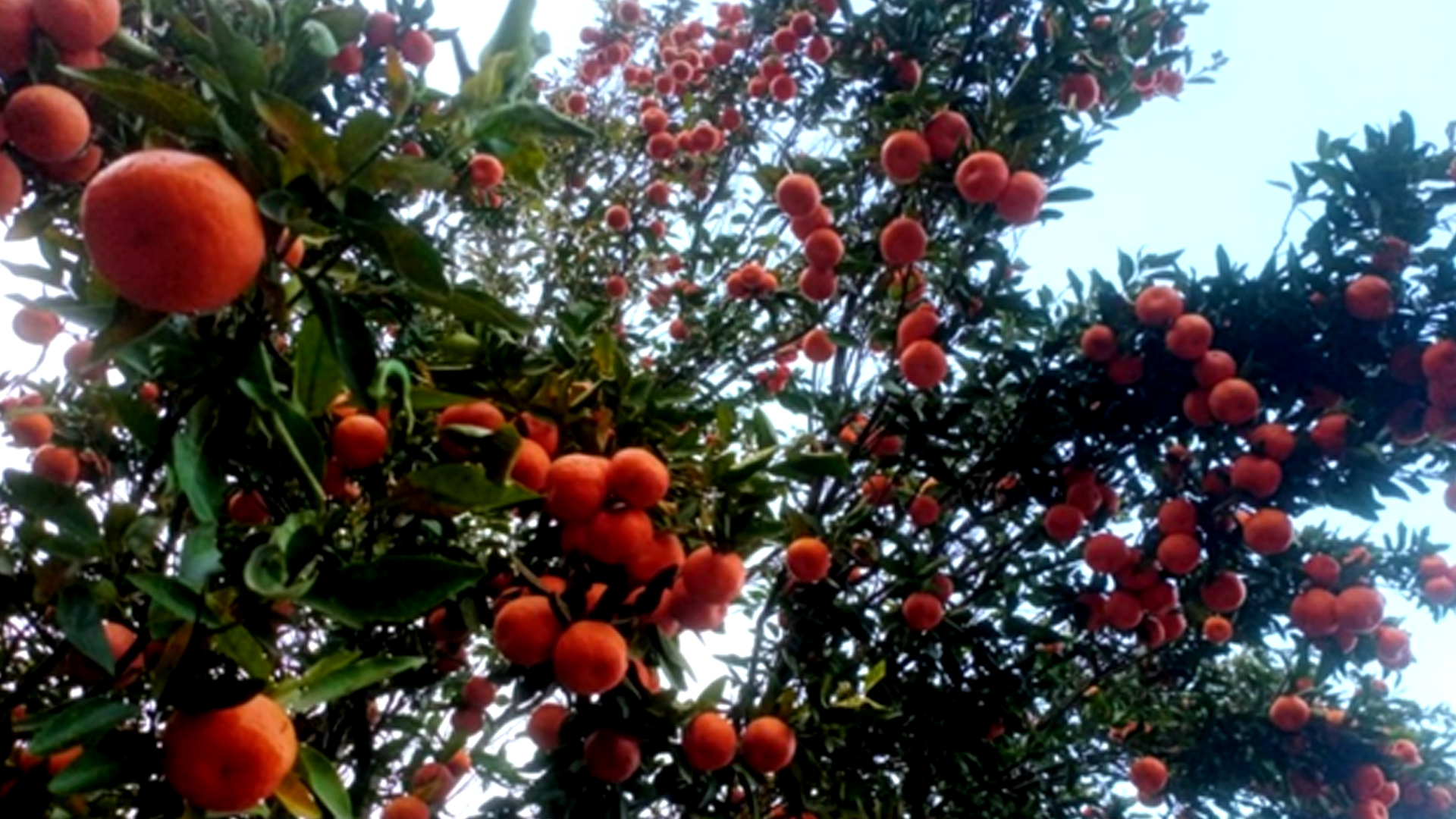 सुन्तला खेतीले फेरिँदै भोजपुरका किसानको जीवनस्तर