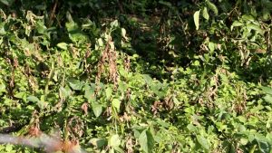 भोजपुरमा हिउँदे आलुमा डढुवाको सङ्क्रमण