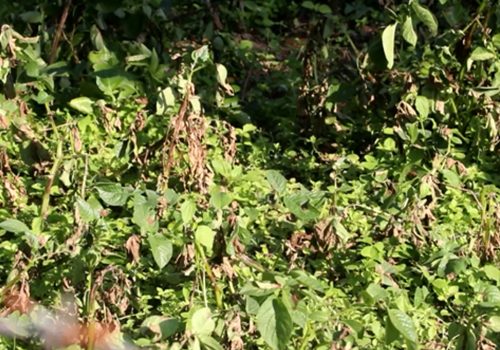 भोजपुरमा हिउँदे आलुमा डढुवाको सङ्क्रमण