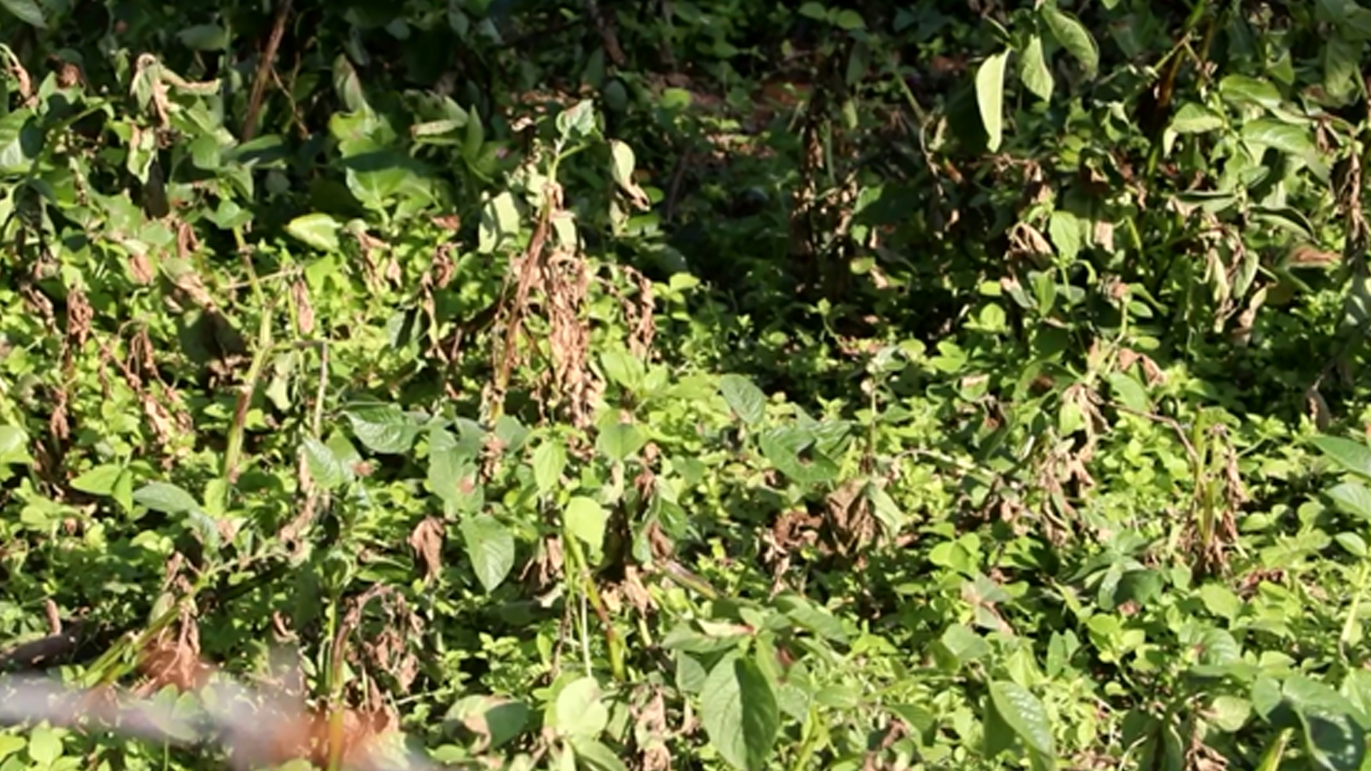 भोजपुरमा हिउँदे आलुमा डढुवाको सङ्क्रमण