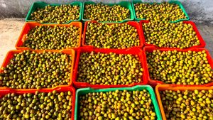 पर्वतमा व्यवसायीलाई लप्सीका परिकार बनाउन भ्याइनभ्याइ