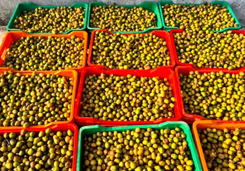 पर्वतमा व्यवसायीलाई लप्सीका परिकार बनाउन भ्याइनभ्याइ