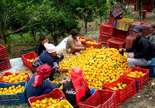 ‘कृषकलाई मौसमले ठग्दो रहेछ’