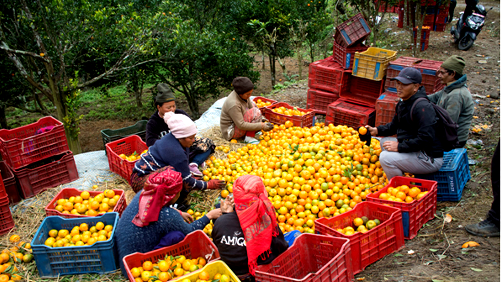 ‘कृषकलाई मौसमले ठग्दो रहेछ’