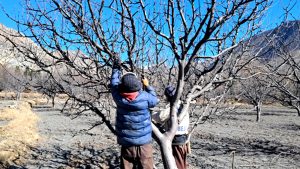 मुस्ताङमा स्याउ बगैँचा व्यवस्थापन गर्न सुरु