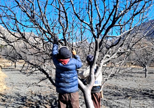 मुस्ताङमा स्याउ बगैँचा व्यवस्थापन गर्न सुरु