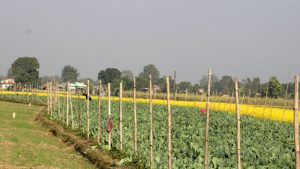 Untitled-3 copy सागसब्जीमा समृद्धि पहिल्याउँदै कञ्चनपुरका दुई किसान