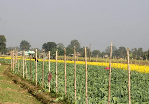 सागसब्जीमा समृद्धि पहिल्याउँदै कञ्चनपुरका दुई किसान
