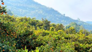 कोदो, मकै फल्ने बारीभरी लटरम्म सुन्तला : यस वर्ष रु १५ लाखको बिक्री