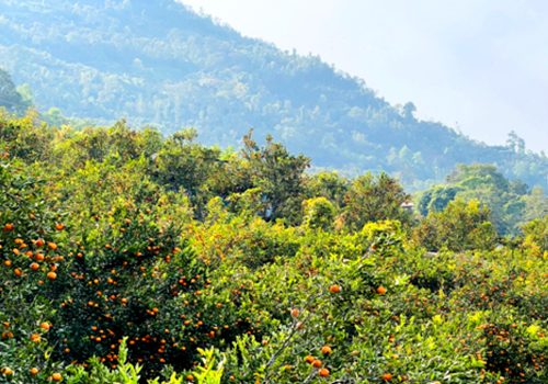 कोदो, मकै फल्ने बारीभरी लटरम्म सुन्तला : यस वर्ष रु १५ लाखको बिक्री