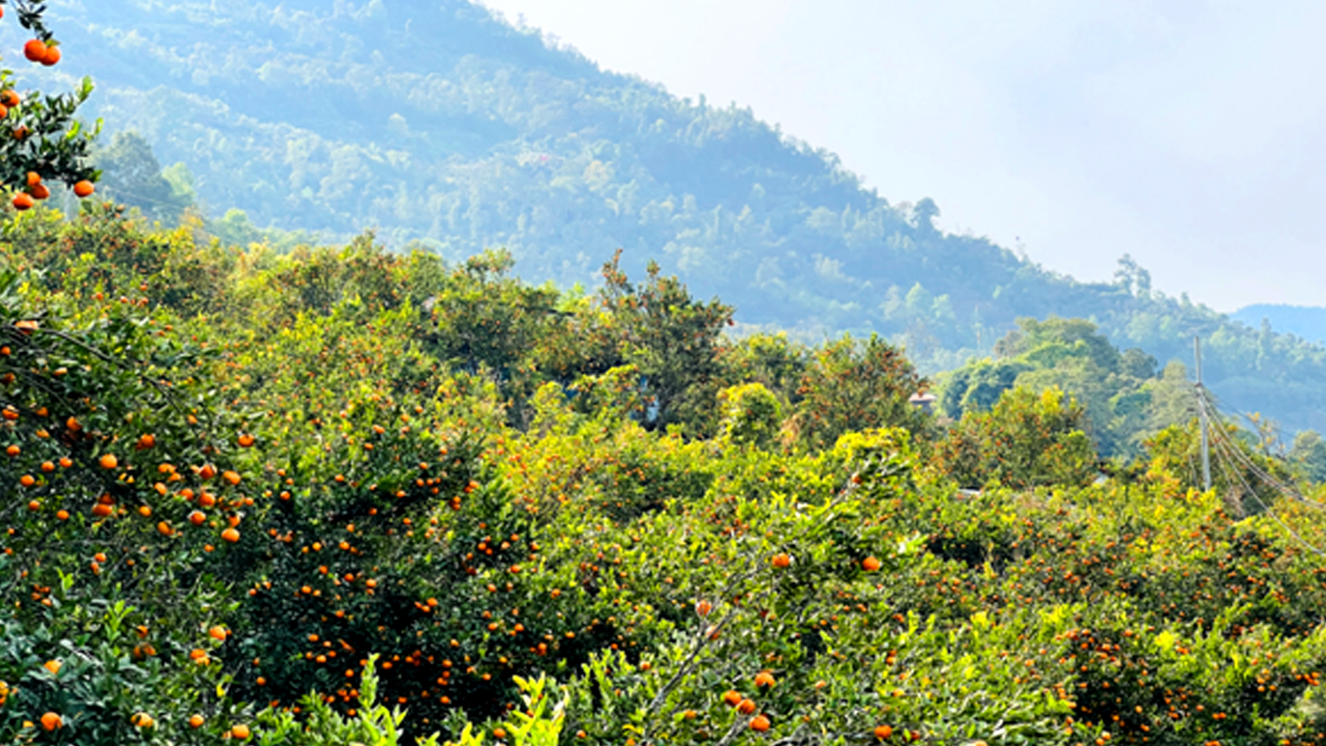 कोदो, मकै फल्ने बारीभरी लटरम्म सुन्तला : यस वर्ष रु १५ लाखको बिक्री
