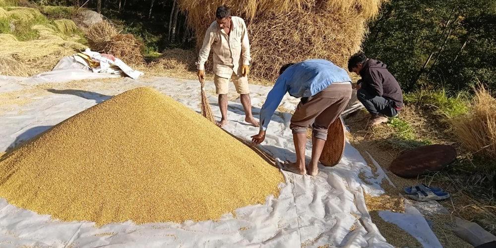 अनियमित मौसमको असरः यस वर्ष धान उत्पादन घट्यो