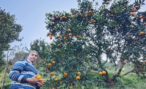 badri dai suntala आत्मनिर्भरताको प्रतीक: बद्री दाइ र उहाँको लटरम्म सुन्तला बगैंचा