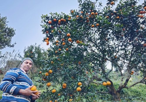 आत्मनिर्भरताको प्रतीक: बद्री दाइ र उहाँको लटरम्म सुन्तला बगैंचा