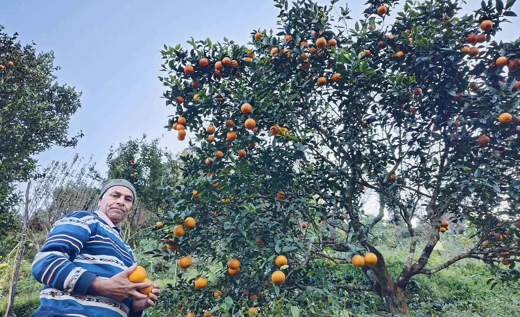 आत्मनिर्भरताको प्रतीक: बद्री दाइ र उहाँको लटरम्म सुन्तला बगैंचा