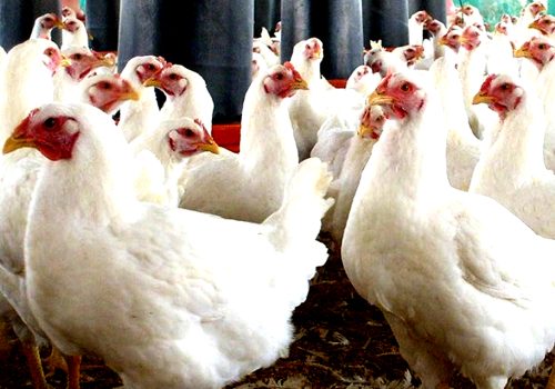 कुखुरामा ‘एनेमिया भाइरस’