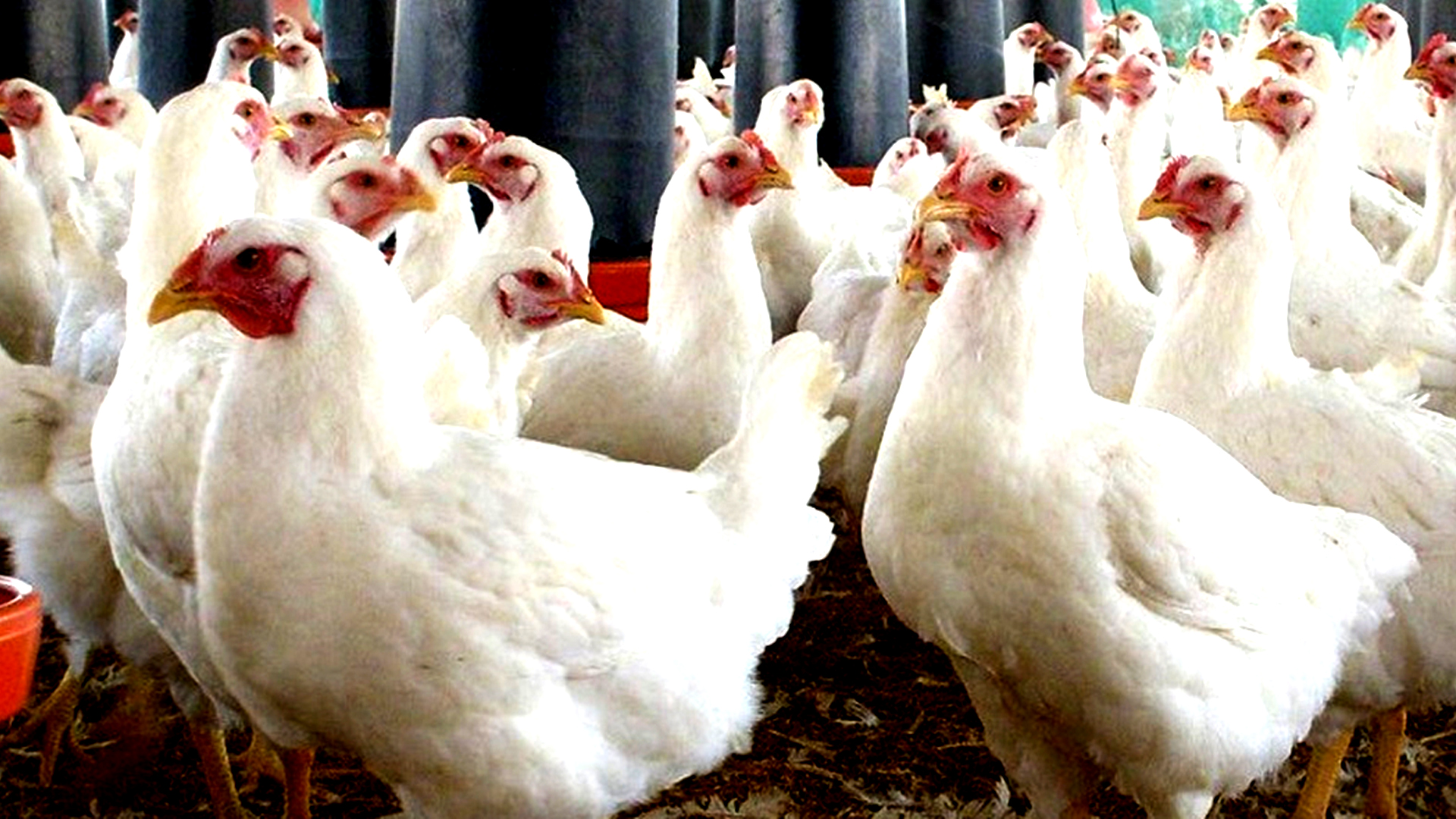 कुखुरामा ‘एनेमिया भाइरस’